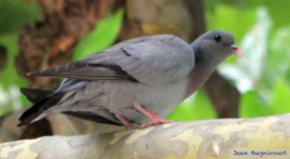 Pigeon colombin ©J.Bugnicourt